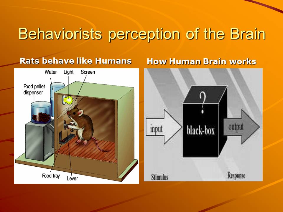 Behaviorists perception of the Brain