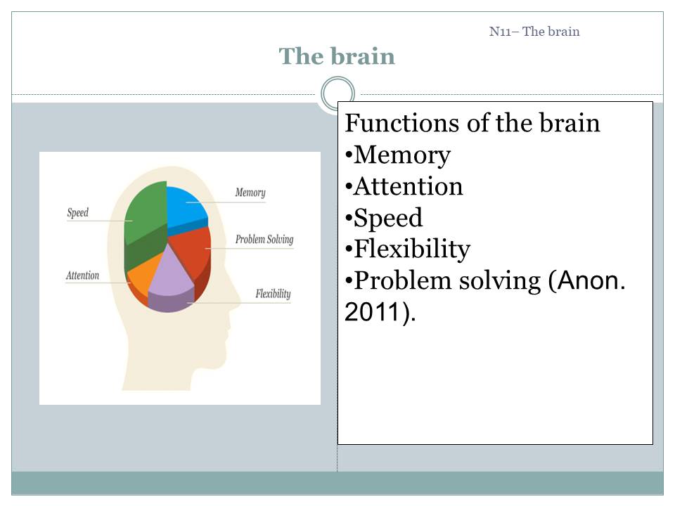 The brain