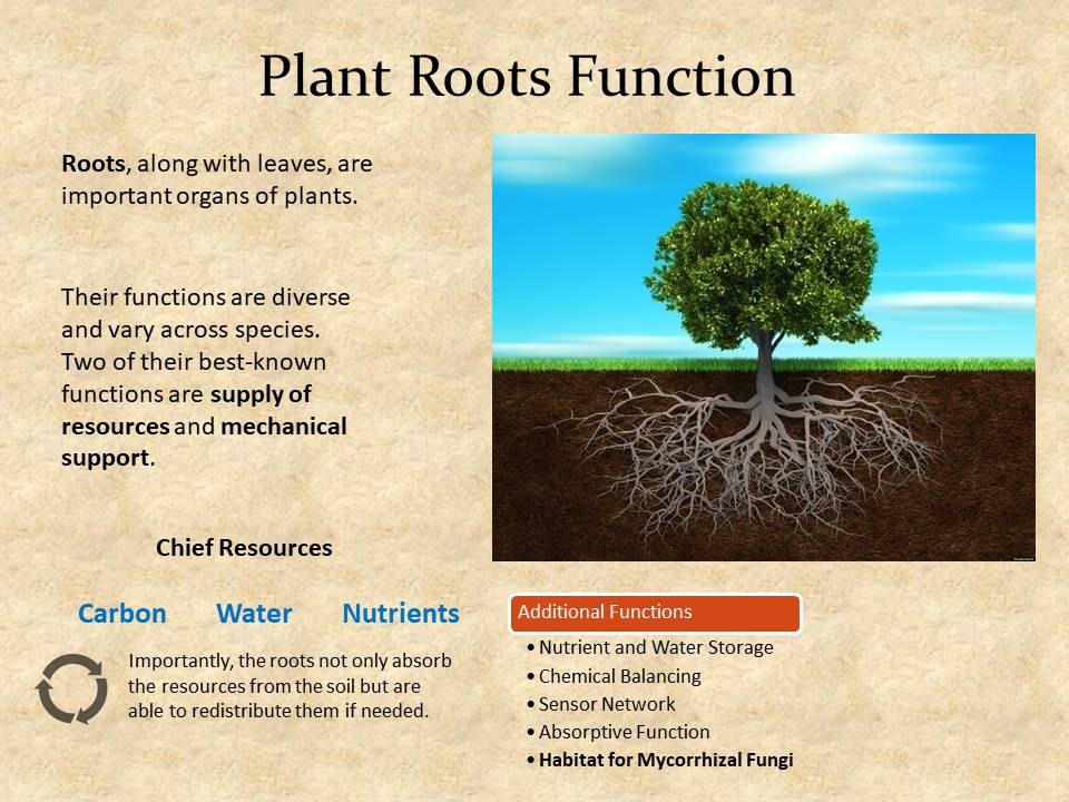 Plant Roots Function