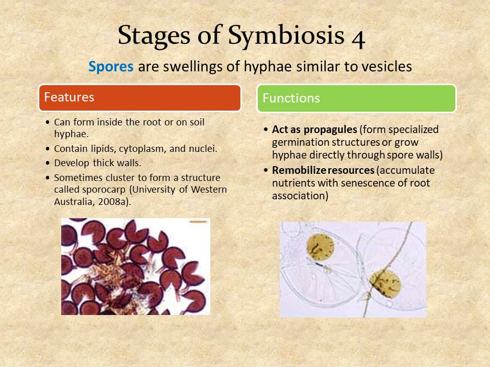 Stages of Symbiosis 4