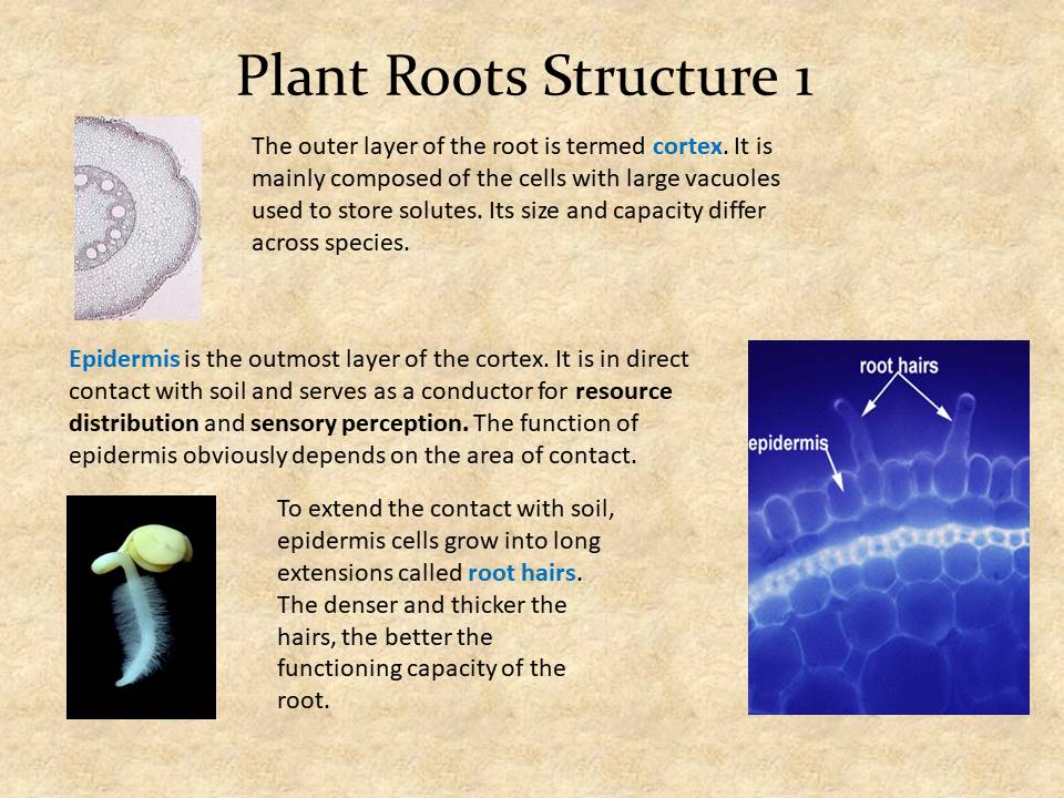 Plant Roots Structure 1