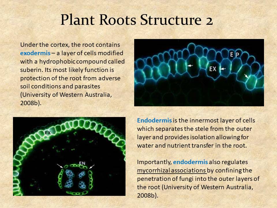 Plant Roots Structure 2