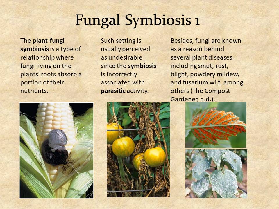 Fungal Symbiosis 1