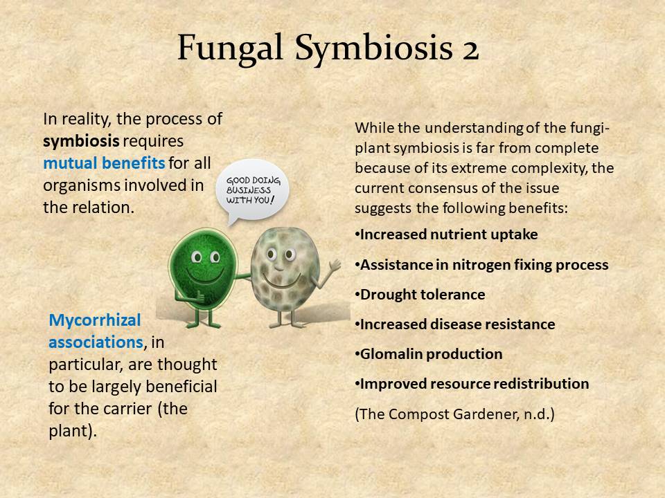 Fungal Symbiosis 2