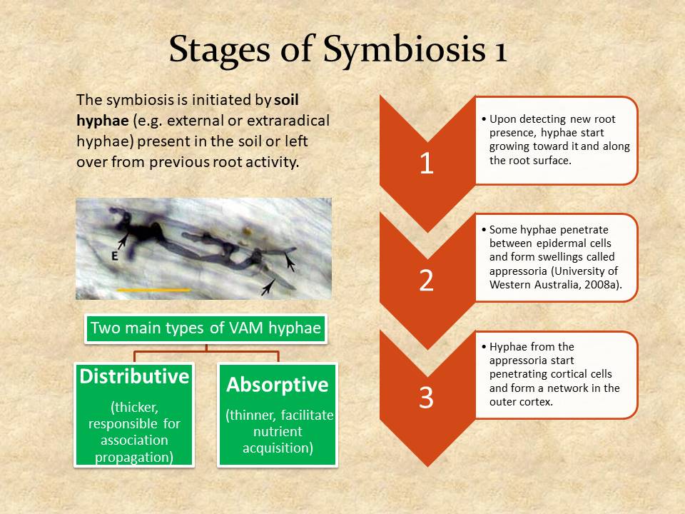 Stages of Symbiosis 1