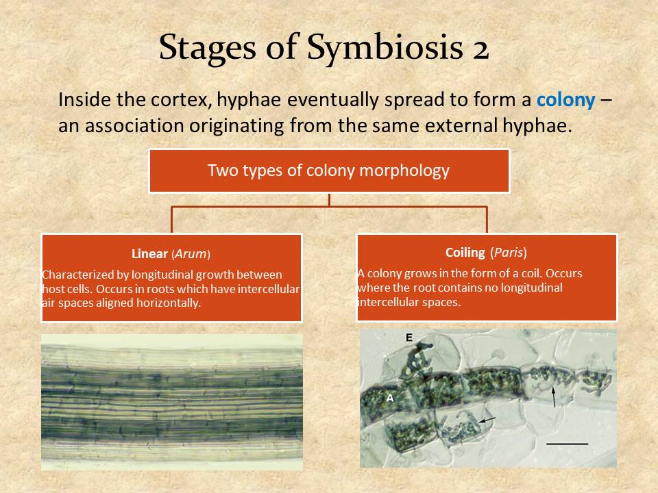 Stages of Symbiosis 2