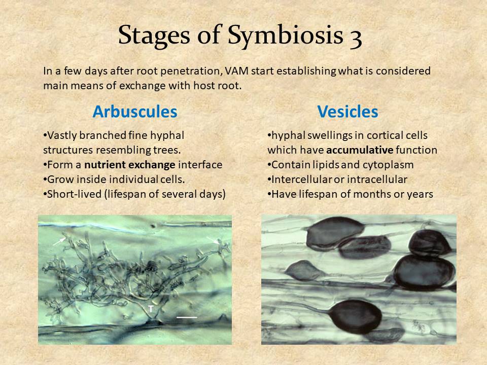 Stages of Symbiosis 3