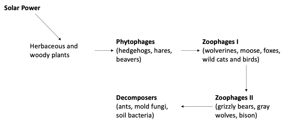 Visualization of the trophic chain characteristic of the selected ecosystem