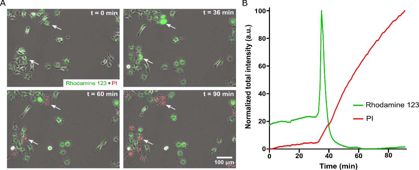 Composite images with PI and Rhodamine 123 fluorescence with PA treatment. Arrows indicate cells demonstrating obvious mitochondrial membrane depolarization, seen in time slice t = 36 min