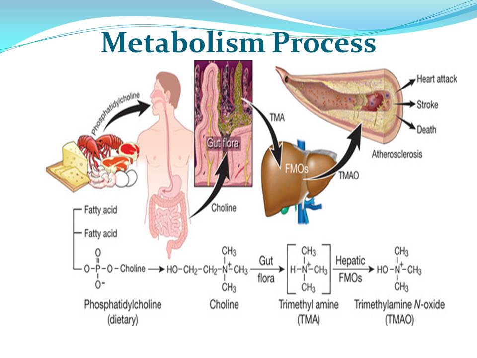 Metabolism Process