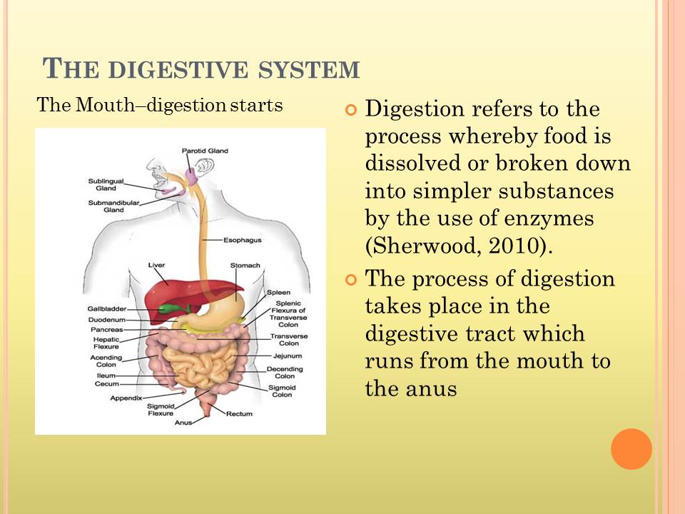 digestive system essay in english
