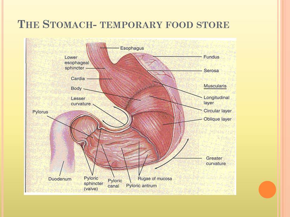 The Stomach- temporary food store