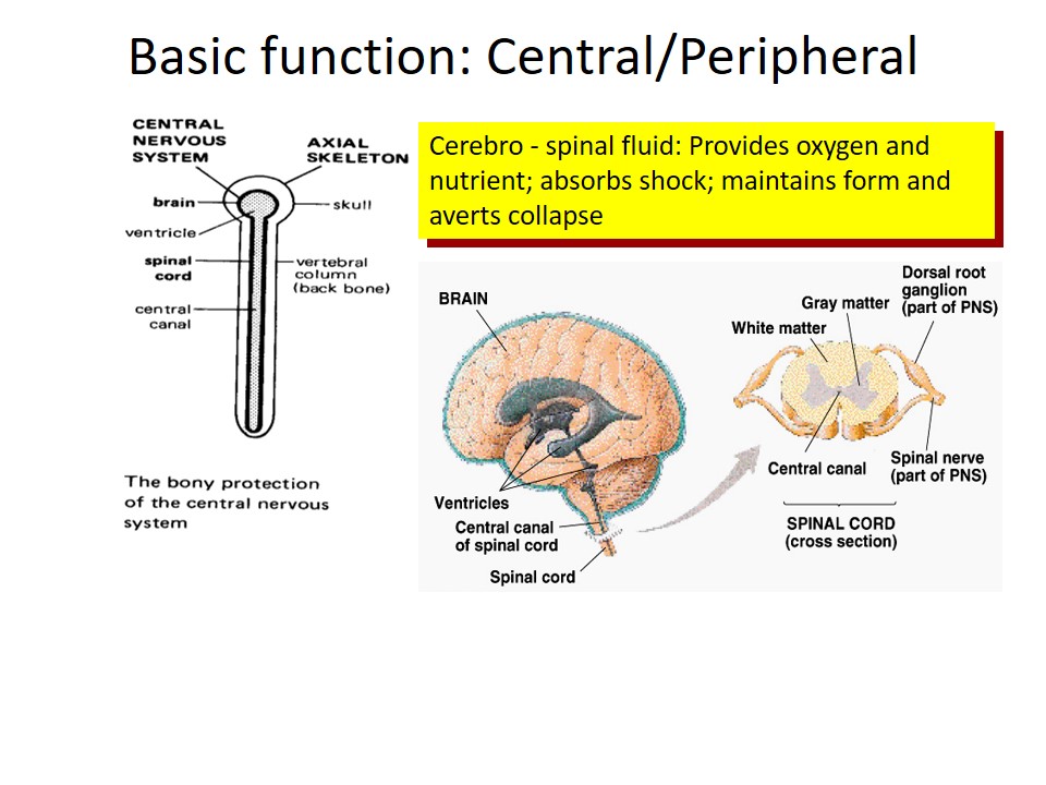 Basic function: Central/Peripheral