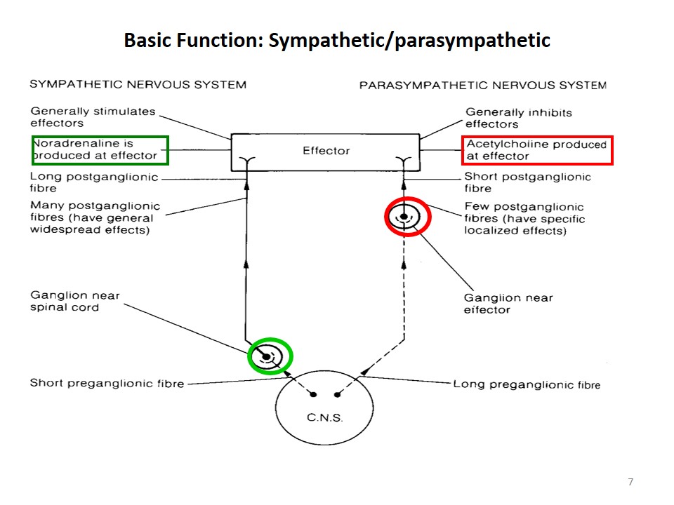 Basic Function: Sympathetic/parasympathetic