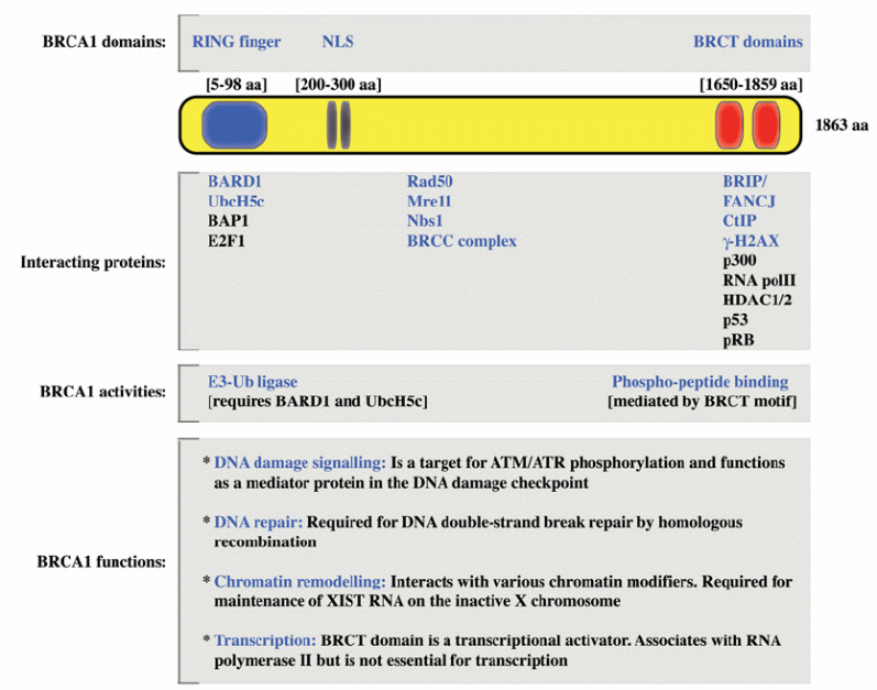 Domains, interacting proteins, activities and functions of BRCA1.