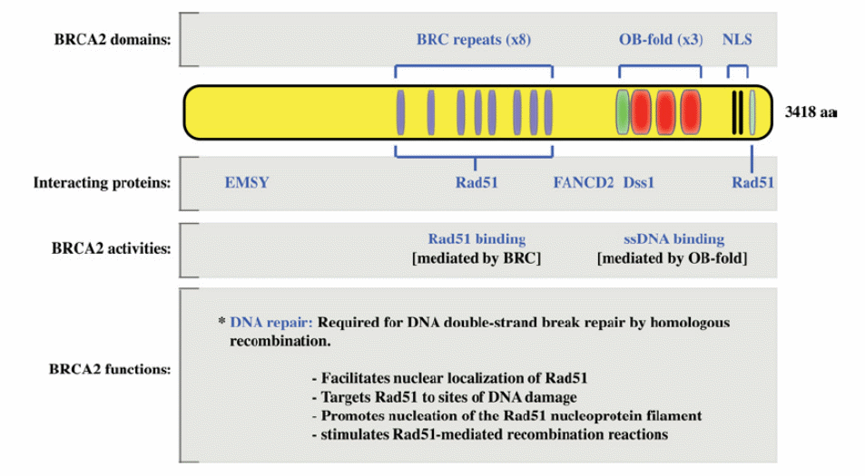 Domains, interacting proteins, activities and functions of BRCA2.