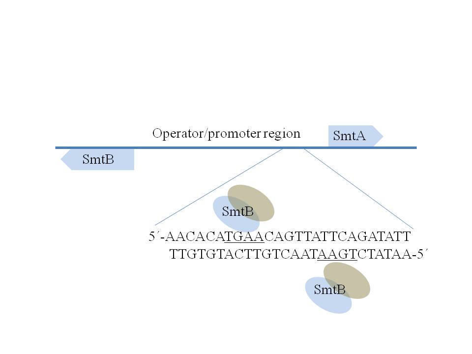 SmtA gene organisation and zinc-dependent regulation of its expression by the zinc sensor, SmtB, in Synechococcus sp. PCC 7942, showing two apo-SmtB homodimers bound to one of the two upstream 12-2-12 inverted repeats