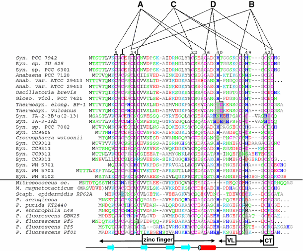 Multiple sequence alignment of prokaryotic metallothioneins. 