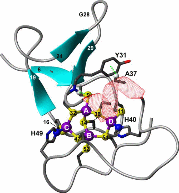 Solution NMR structure of SmtA of Synechococcus PCC 7942 