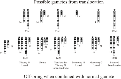 Possible gametes from translocation 
