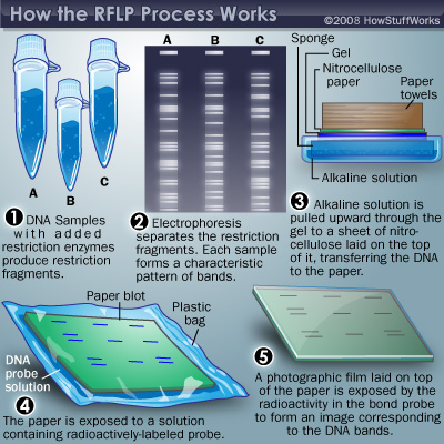 How RFLP works.