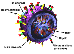 the configuration of the influenza virus.