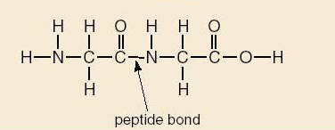 Peptide bond linking two amino acids (Source: (Open University)