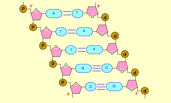 Double Helix Structure of the DNA showing the bases (Clark, n.p)