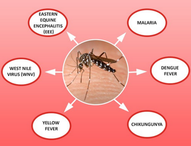 The Effectiveness of DEET MC on Mosquitoes