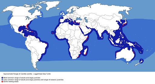 Geographical Regions for Loggerhead Turtle Habitation.