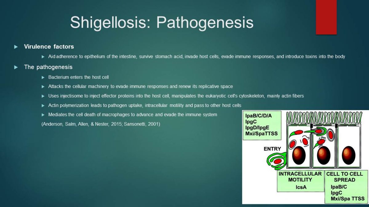 Shigellosis: Pathogenesis