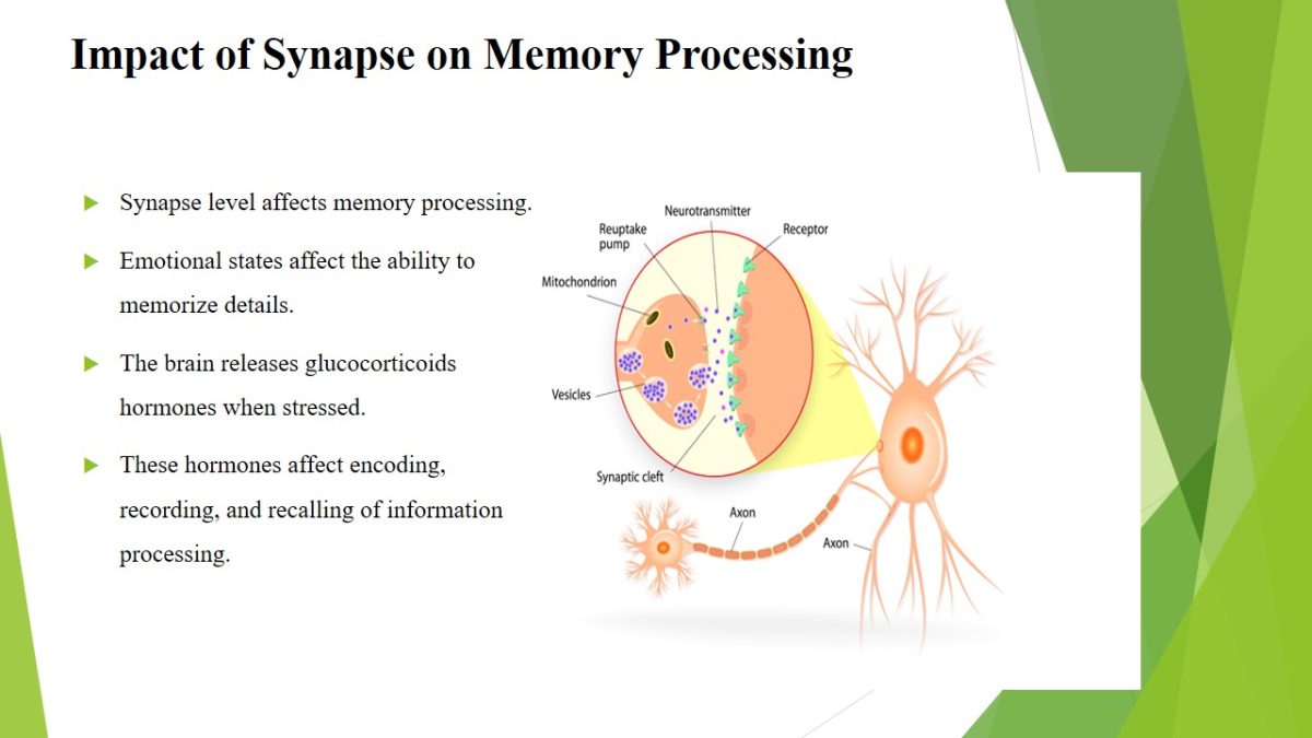 Impact of Synapse on Memory Processing