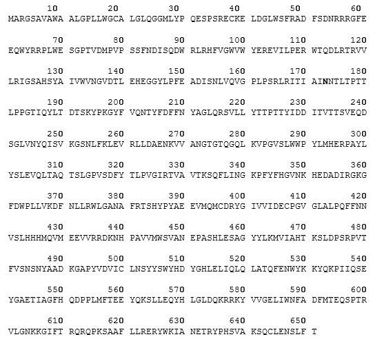 The amino acid sequence of human β-glucuronidase.