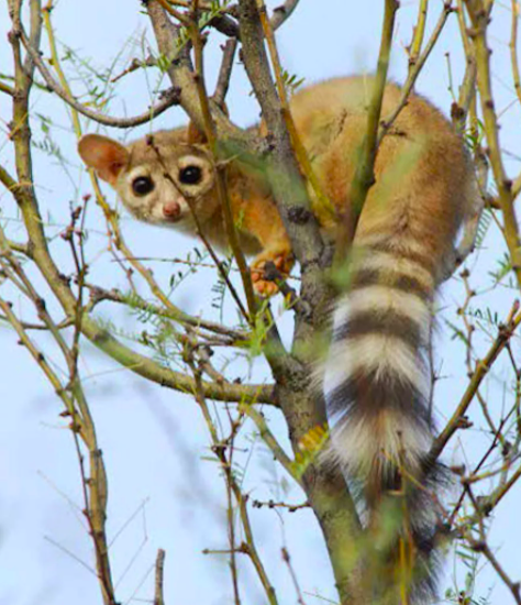 Ring-Tailed Cats