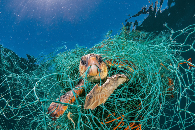 A sea turtle entangled in plastic debris underwater (Chias).