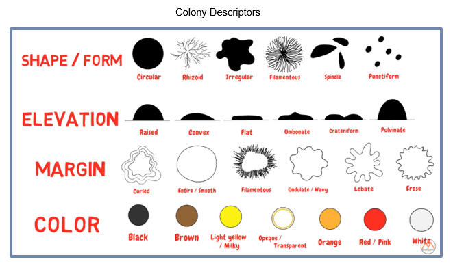 Colony Descriptors