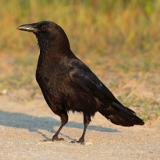 Corvus brachyrhynchos – American Crow