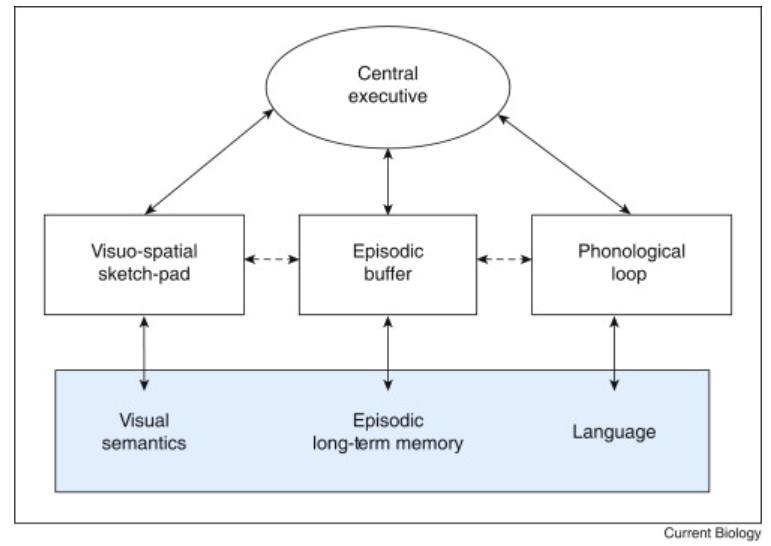The working memory multi-component model proposed by Baddeley and Hitch.