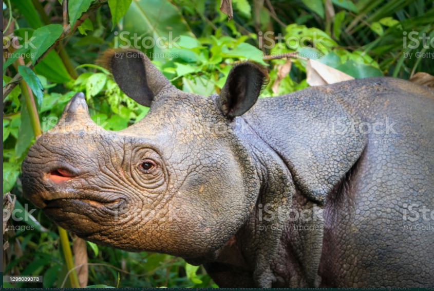 Pictures of java rhino