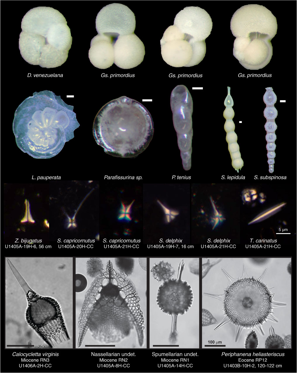 Images of preserved microfossils from the sites