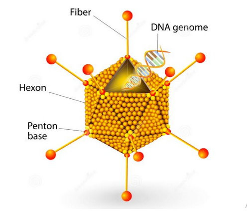 DNA Genome Modification 
