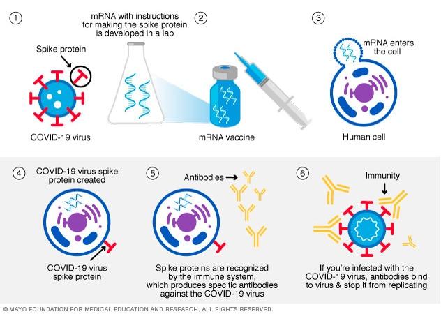  Messenger RNA Vaccine Mechanism
