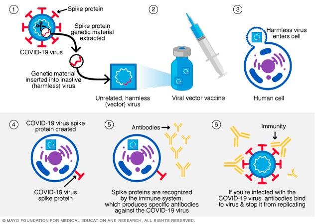 Viral Vector Vaccine Mechanism 