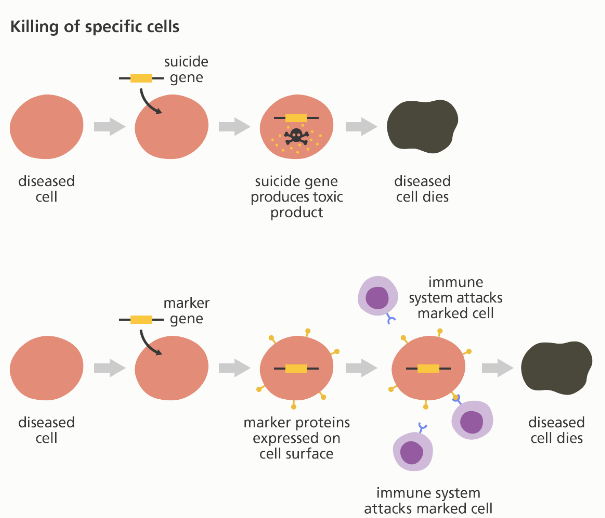 Diagram showing how gene therapy is done 