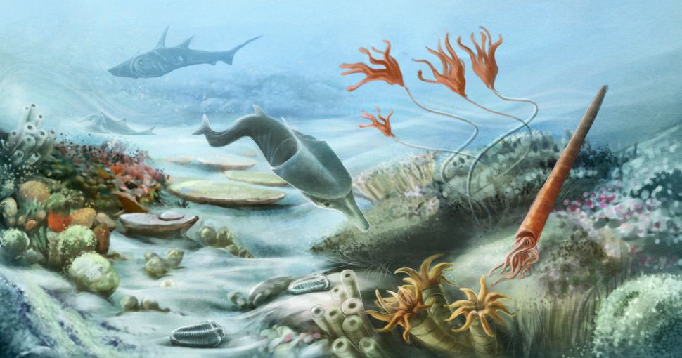 Image of underwater life in the Paleozoic era