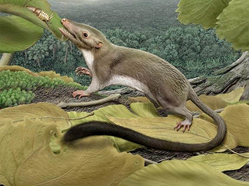 The model of mammals’ first ancestor