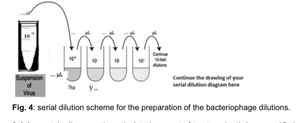 Conceptual scheme of virus suspension dilution.