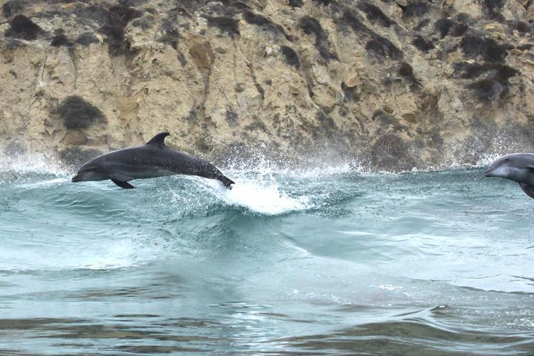 Common Bottlenose Dolphin straying near a gulf
