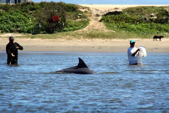 Cooperate fishing between dolphins and humans in the coat of Brazil