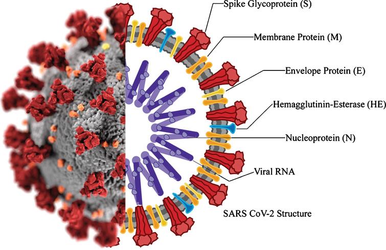 General Structure of the SARS-CoV-2 coronavirus 